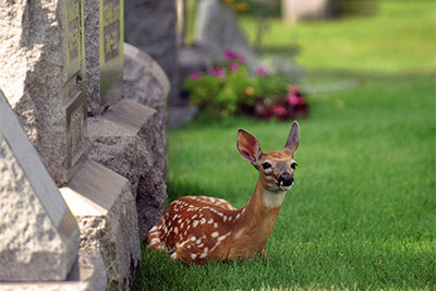 Bild:#16401086 von Glenda Powers -  stock.adobe.com